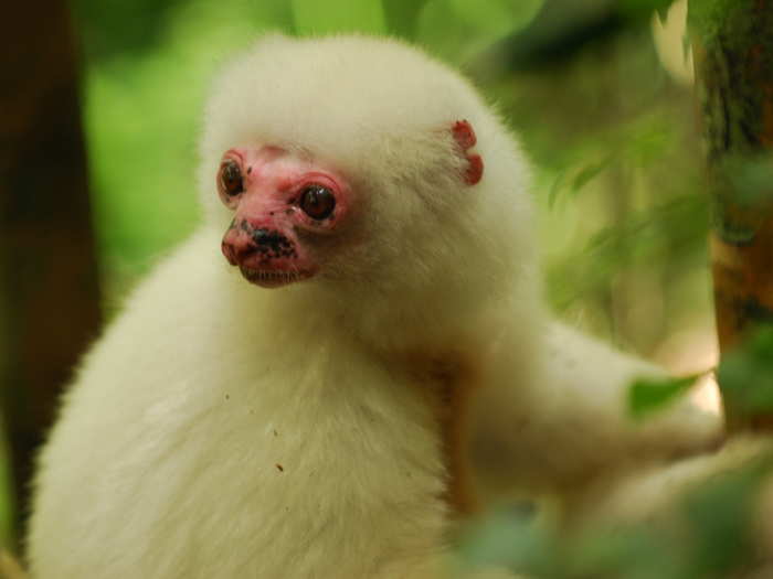 The Atsinanana Rainforest in Madagascar is an important habitat to at least 25 species of lemur, including the critically endangered silky sifaka. The animal