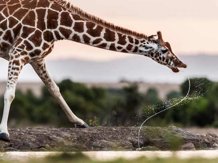 "We just want to move to search to the Leopard at that morning but we found a group of giraffes come toward a small lake and start drinking. It was a nice moment when the giraffe finished drinking and left a letter S with motion in the air." — Majed Ali