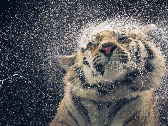 British photographer Tim Flach created a series called "More Than Human," which captures the emotions of wild creatures through intensely close shots, including this stunning picture of a tiger drying off.