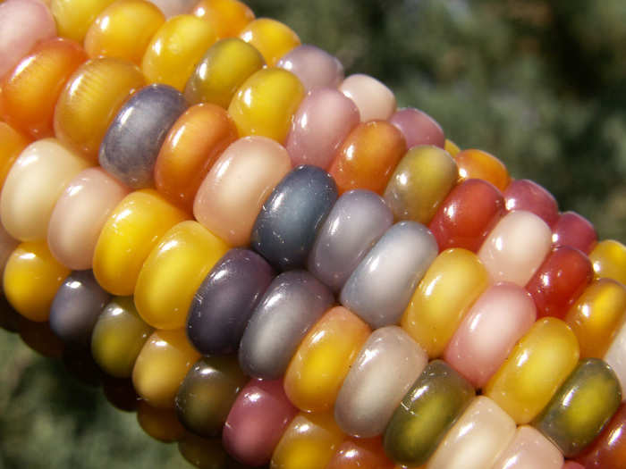 This year the public discovered that Glass Gem corn, a unique variety of rainbow-colored corn, can be purchased online through Native Seeds/SEARCH, a non-profit conservation organization.