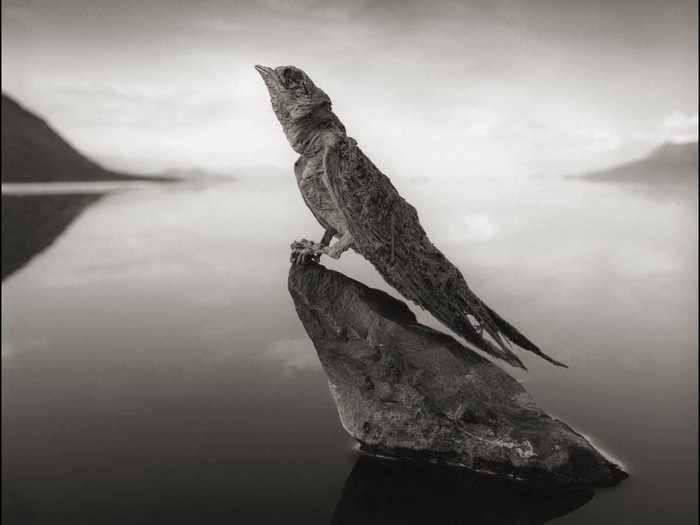 Nick Brandt took mesmerizing photographs of birds and bats at Tanzania