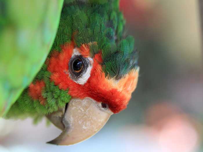 A cafe outside of Aquas Calientes in the Cuzco region of Peru has perches for wild parrots that come and feed on seed and fruit left out for them," said photographer Adam Lichtcsien, who entered this image into the National Geographic Traveler Photo Contest. "This curious little fella was peeking out from behind a leaf to get a better look at me. Apparently he was entertained by the odd human with the camera because he let me get only a few inches away, where my ring light could better illuminate his beautiful feathers.