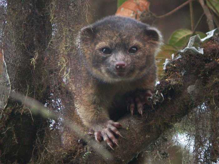 The Olinguito was the first carnivorous mammal discovered in the Americas in the last 35 years. A relative of the raccoon, the Olinguito is super adorable.