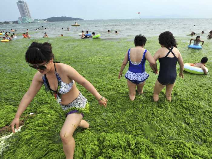 Recording-breaking blooms of the algae Enteromorpha prolifera washed up on China