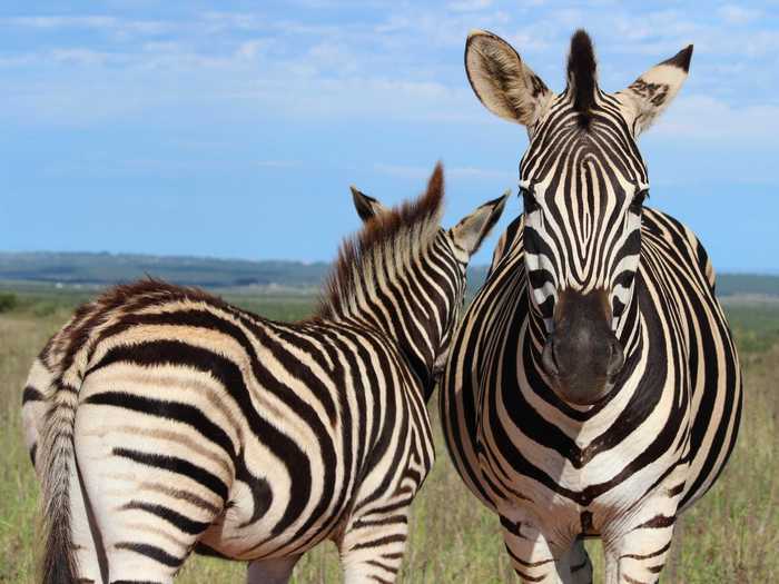 This picture was taken on a game drive in the Addo Elephant National Park, the third largest national park in the Eastern Cape, South Africa," photographer Natalie Murray, who entered the photo in this year