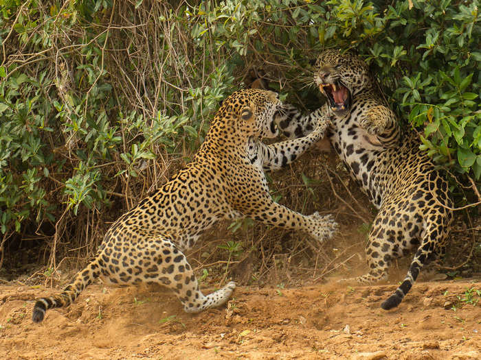 A photographer from the United States watched a female jaguar attack a male companion near a river in Brazil, and caught the moment on film. The image won a spot in the Wildlife Photographer of the Year Competition.