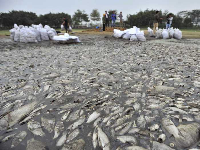 More than 10,000 fish were found dead this fall in a lake in the southern Chinese city of Shenzhen. The cause? Sewage and waste pouring in from a drain. This is not the first time this has happened in Shenzen — last year 50,00 fish were found floating in a pond near an industrial area.