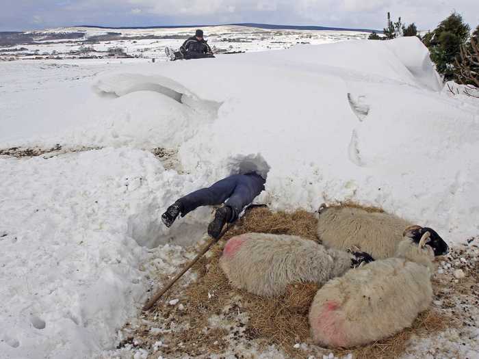 A farmer searches for sheep caught in a snow drift in Northern Ireland in March. A heavy snowfall last winter caused snowdrifts of up to 18 feet, leaving at least 140,000 homes and businesses in Northern Ireland without power.