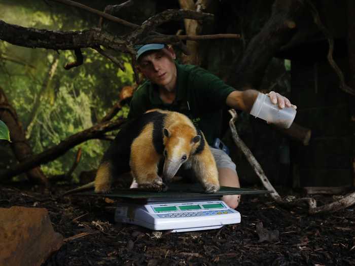 Every year the London Zoo weighs and measures its animals — a process that takes quite a long time for the zoo