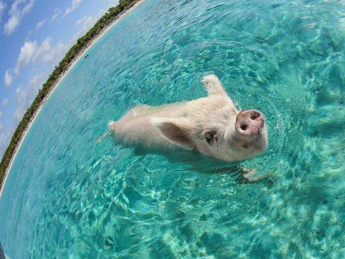 A photographer captured this photo of a pig swimming near boats at Big Major Cay in the Bahamas. People brought them to the island years ago, and they show no fear of boats since they get a lot of free food that way. The image was entered in the National Geographic Traveler Photo Contest.