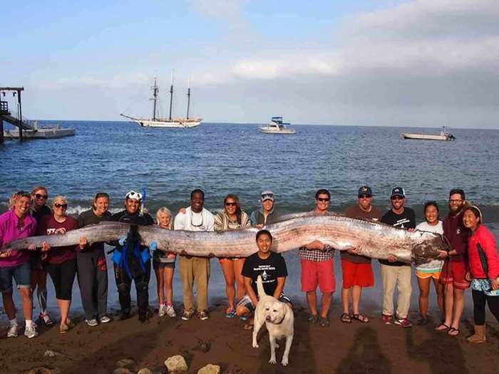 A rare 18-foot-long dead oarfish was found in October, in Toyon Bay off the Catalina Island. It took 15 adults to haul the silvery fish out of the water and up to the beach.