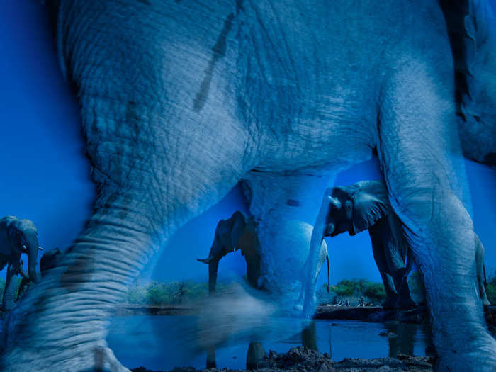 Greg du Toit of South Africa won the Wildlife Photographer of the Year award for this shot of African elephants taken at a waterhole in Botswana’s Northern Tuli Game Reserve. He calls the photo "Essence of Elephants."