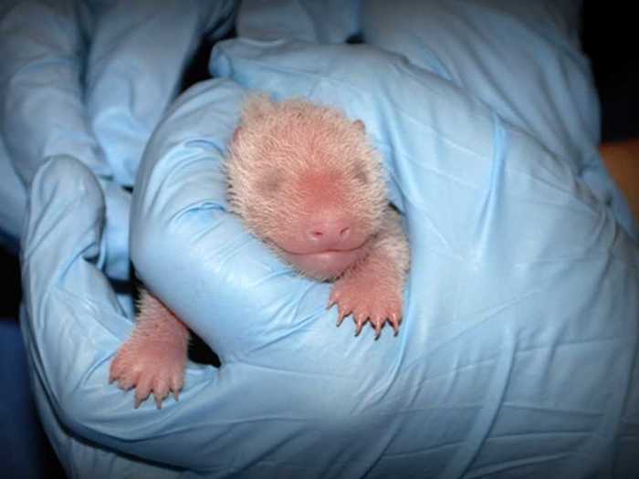 The new baby panda born at the National Zoo on August 23 weighed in at just 4.8 ounces. Not only had it yet to develop its distinctive black and white markings, but zoo keepers wouldn