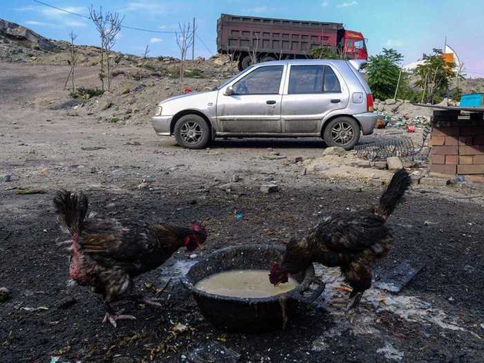 One of the cities most affected by China’s rapid industrialization and pollution is Wuhai City in Inner Mongolia. These chickens were turned black from the devastating pollution. Many other species in the area have been turned black as well.