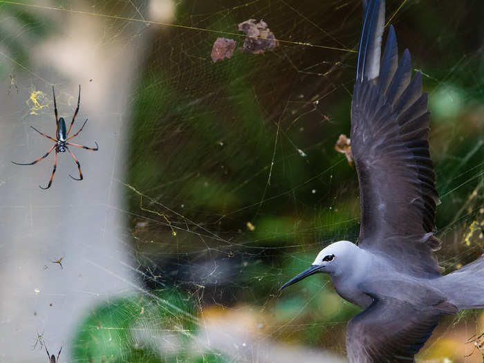 A photographer from South Africa found a lesser noddy, a blue-gray bird, entangled in the large web of a red-legged golden orb-web spiders. If you think this spider couldn