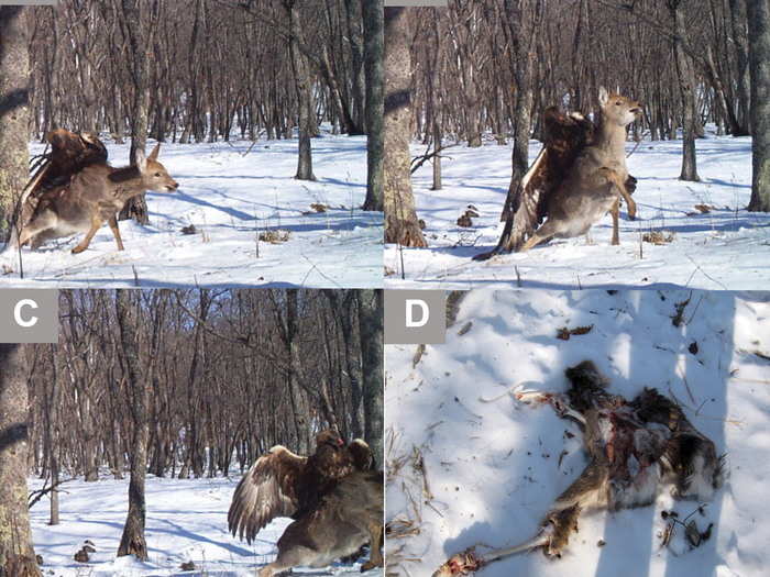 A digital camera trap captured the first photos of a golden eagle attacking a young sika deer in southern Russia. The camera trap was originally set up by the Zoological Society of London and the Wildlife Conservation Society to photograph Siberian tigers, but found this brief footage on the tapes.