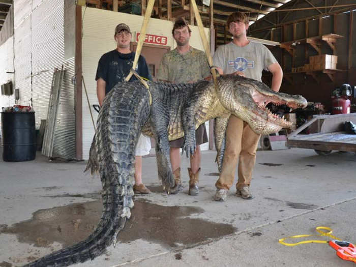 This alligator, caught in September and weighing in at 723.5 lbs, now holds Mississippi