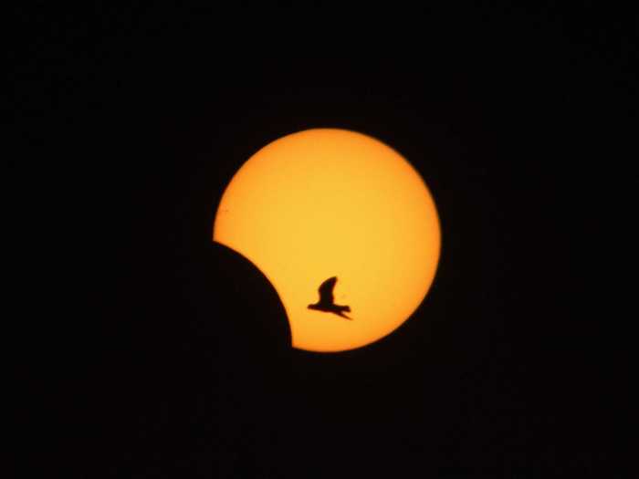 A photographer captured a bird silhouetted by the partially-eclipsed sun over southern Lebanon. Sky gazers around the world were treated to this rare hybrid solar eclipse in which an annular solar eclipse (when the only visible part of the sun appears as a bright ring around the moon) transitions into a total solar eclipse (when the moon completely blocks the sun).