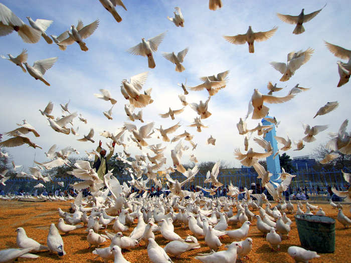 The United Nations Assistance Mission in Afghanistan (UNAMA) is a political mission that began in 2002 when the Afghan government requested the UN to help lay the foundations for peace and development. These doves were released by UNAMA in observance of the International Day Of Peace.