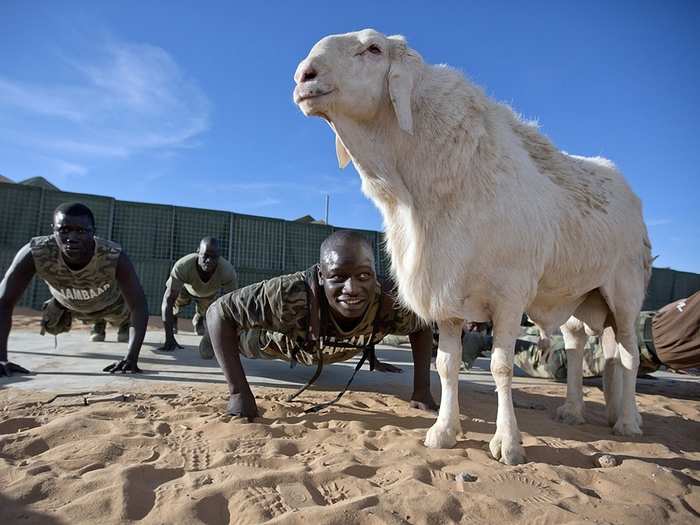 Senegalese peacekeepers with UNAMID train at their team site in Um Baro, Sudan, beside their pet sheep. Having a sheep at the base is an ancient military tradition in Senegal that is said to guarantee protection against any difficulties.