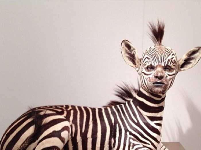 A bizarre Zebra creature.