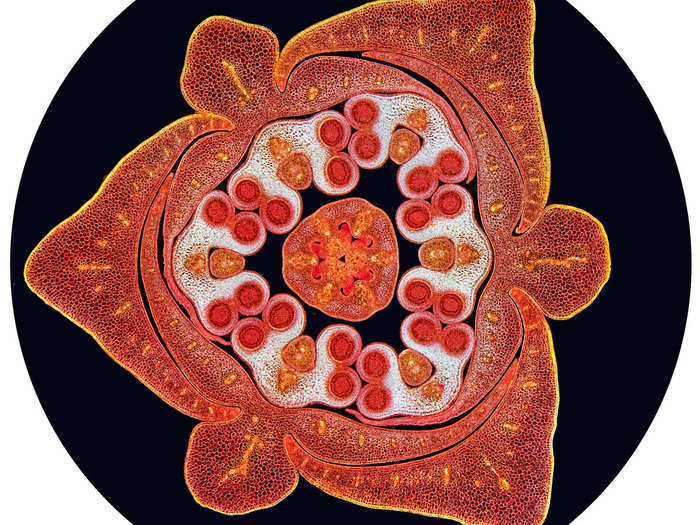 Spike Walker from Staffordshire, England, won fourth prize for this image. It shows a stained cross-section of a lily flower bud.