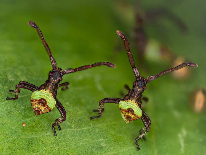 An image by Kurt Wirz from Switzerland shows box bugs that are just two hours old. They are only 3 millimeters (.12 inches) in size.