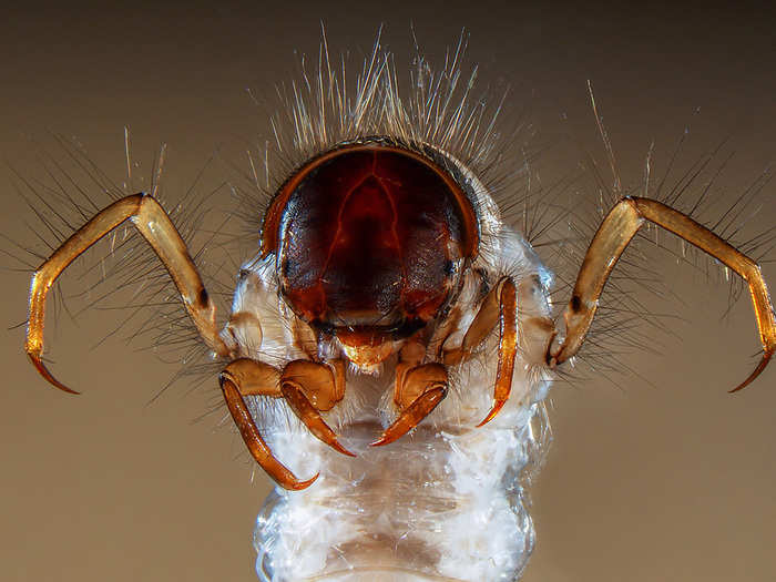 The head and legs of a caddisfly larva is seen in this image by Fabrice Parais, which won ninth prize. The caddisfly comes from a European and North American genus of insects whose larvae live in fresh water, in gravel, stones, or sand. This larva dies if water is dirty, and is therefore a good indicator of water quality.