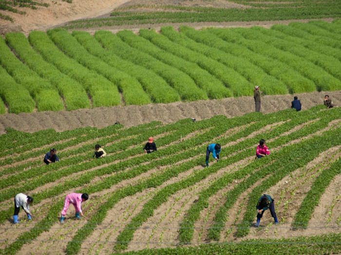 Most North Korean kids are enrolled in "pioneer" programs. They must take part in activities, like helping farm the fields.