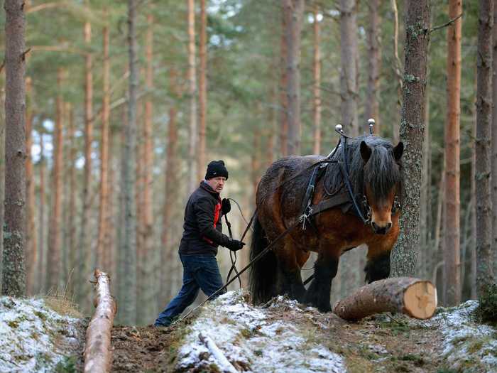 1. Tree fallers