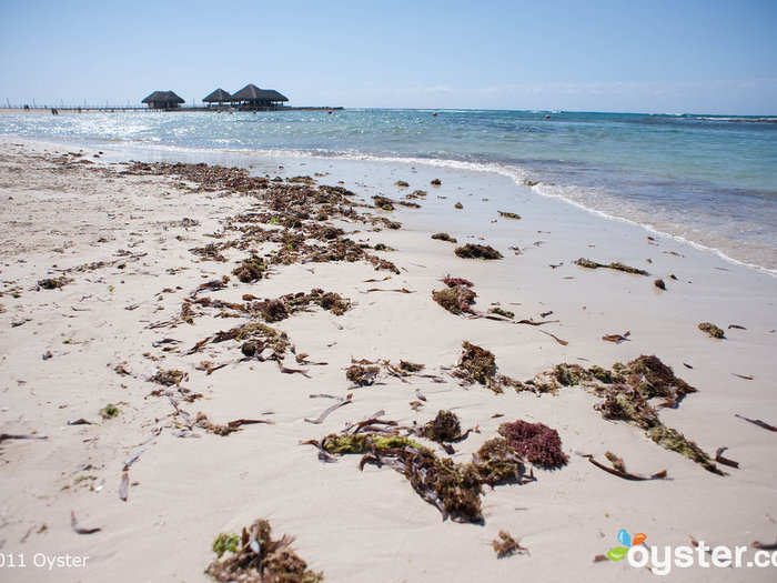 REALITY: That beach is covered in seaweed.