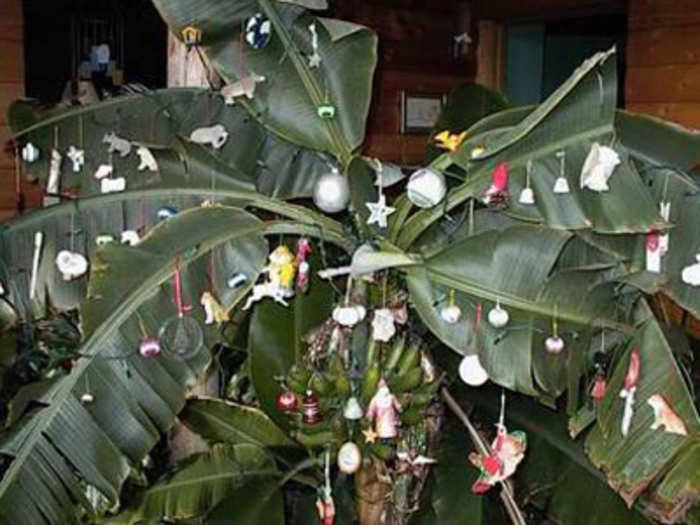 In India, those who celebrate Christmas decorate banana or mango trees.