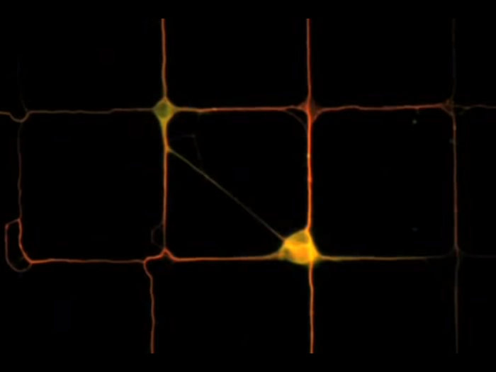 Scientists are already doing this, taking brain cells apart and letting them grow into a computer chip. By outlining the circuits they want the brain cells to build with a product that the brain cells "eat," they grow directly in line to build a perfect circuit.