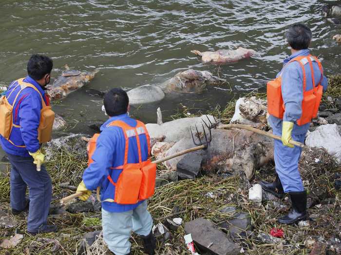 Thousands of dead pigs float in a Chinese river.