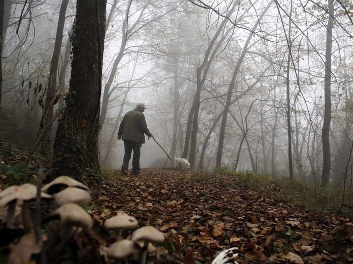 Ezio Costa, 66, searches for truffles in the woods in Monchiero, near Alba. Costa