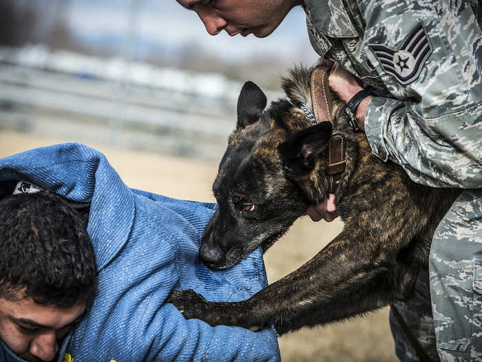 Staff Sgt. Robert Wilson (right) commands his Troll, his military working dog, to release Staff Sgt. Lucas Medelez during a demonstration at Mountain Home Air Force Base, Idaho. Wilson and Medelez are military working dog handlers assigned to the 366th Security Forces Squadron at Mountain Home AFB. (U.S. Air Force photo/Tech. Sgt. Samuel Morse)