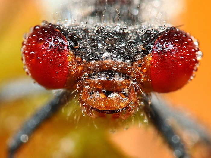 Most insects, like this dragonfly, see using many small, hexagonal sections in their eyes called ommatidium. Each ommatidium acts independently, like a one-pixel picture. The insect