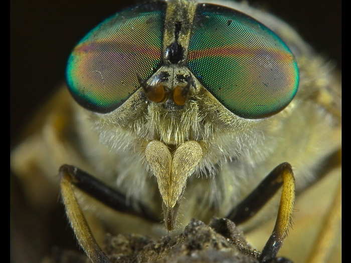 The common housefly exhibits the fastest visual response in the animal kingdom. They can track movements up to five times faster than humans, making then near-impossible to swat.
