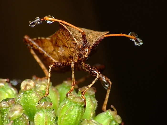 Stink bugs smell because their thorax omits a foul goo that tastes just as a awful to predators as it smells to humans.