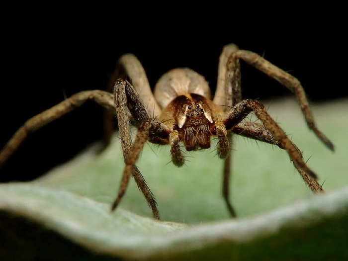 Most spiders have eight eyes. The main set (in the middle) can pick out details easily while the peripheral ones watch out for impending danger.
