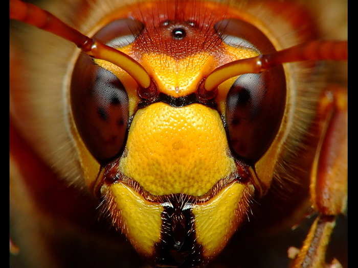 Bees might only have two eyes, but they can recognize and remember human faces — a skill called configural processing.