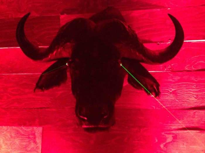 A cape buffalo. With laser beams for eyes.