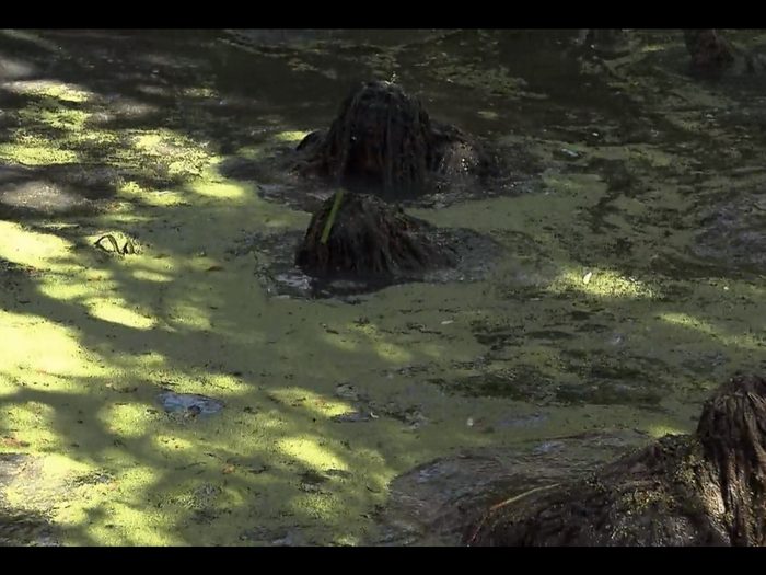 The Pond is a festering hollow of stagnant water and all manner of rotting vegetation — their boots pull up mud and slime that helps 