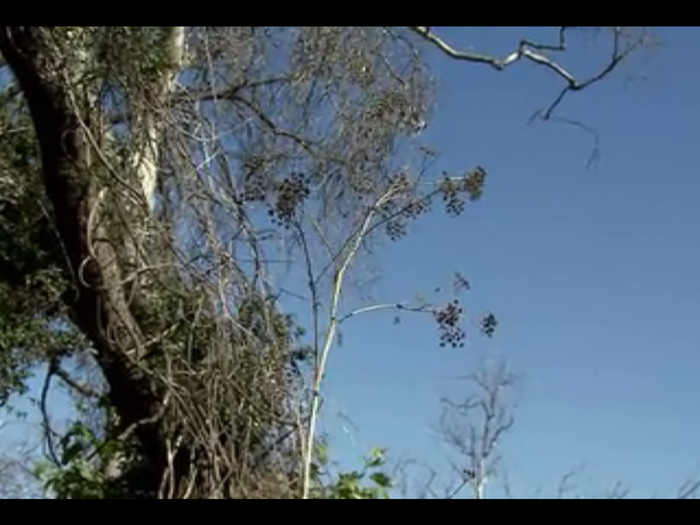 At one point the instructors catch the unnatural movement of a tree