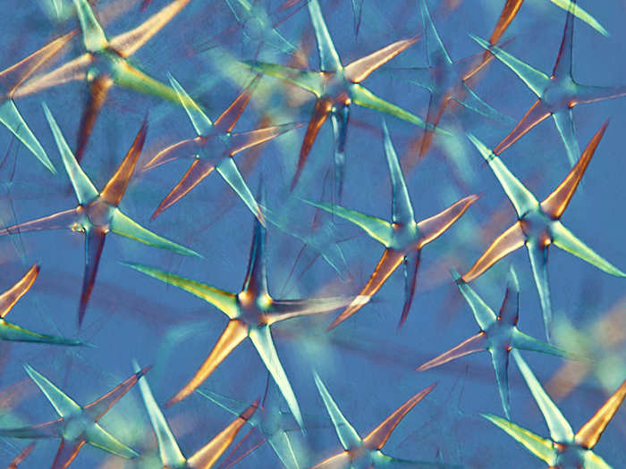 This photo created with polarized light microscopy reveals the micro-structure of the Japanese plant Fuzzy Deutzia.