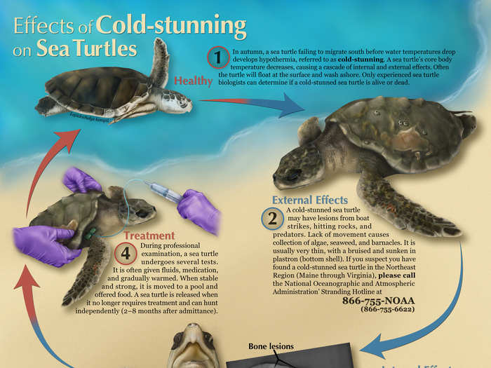 This poster explains what happens to sea turtles when they are cold-stunned, or exposed to cold water for too long.