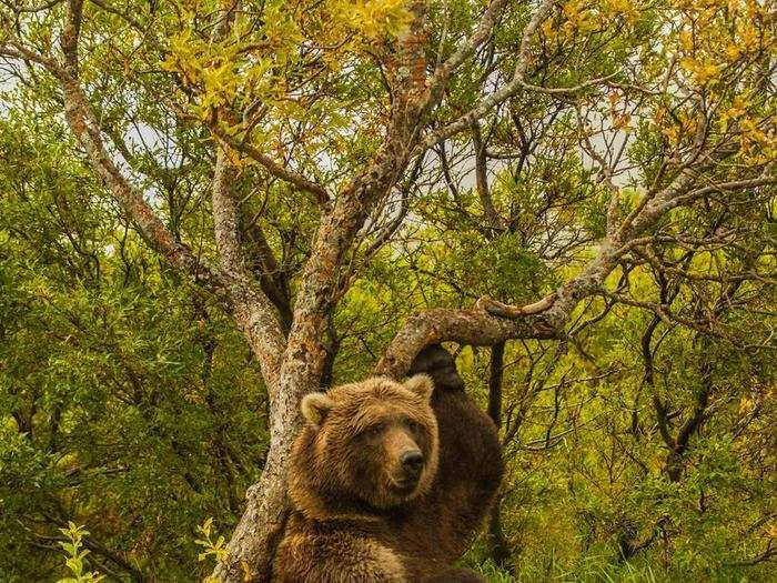 HONORABLE MENTION: Bear, Katmai National Park, Alaska, USA