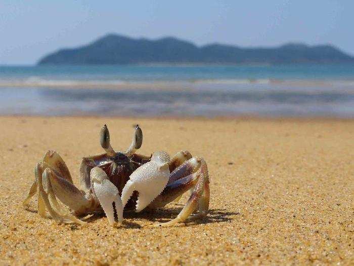 HONORABLE MENTION: Crab, South Mission Beach, Queensland, Australia