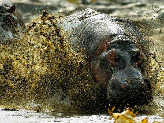 HONORABLE MENTION: Hippopotamus, Serengeti National Park, Tanzania