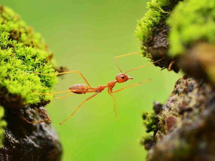 HONORABLE MENTION: Ant, Malang, Jawa Timur, Indonesia